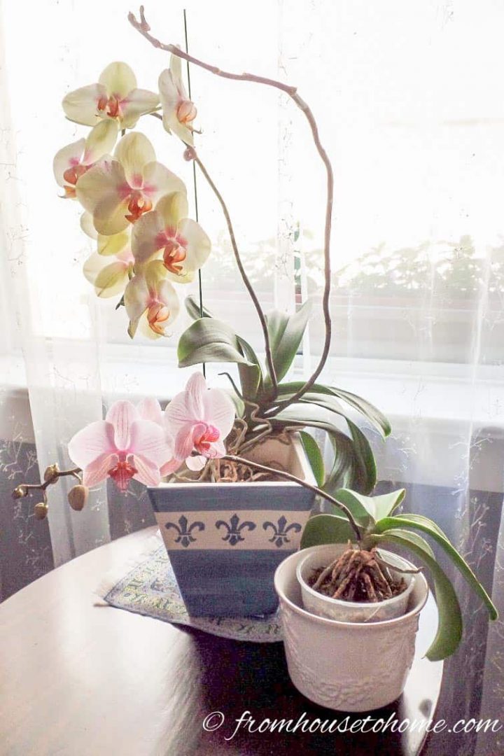 Orchids are fairly inexpensive so you can have more than one in a room