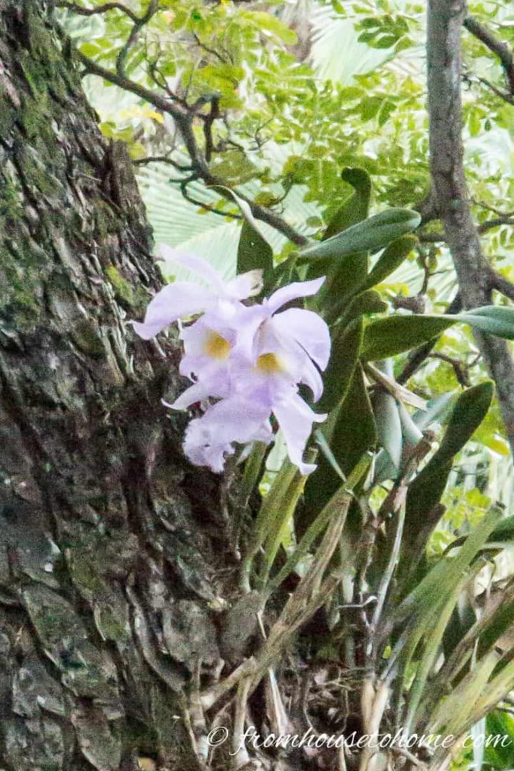 Orchids Growing Wild in Kauai
