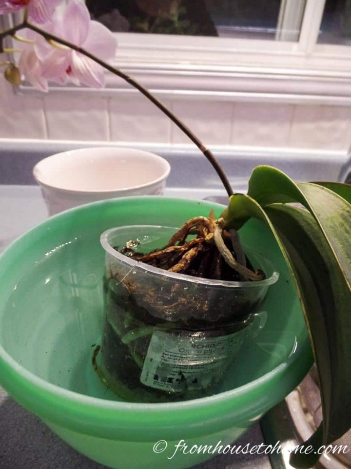 Dunk the orchid in water