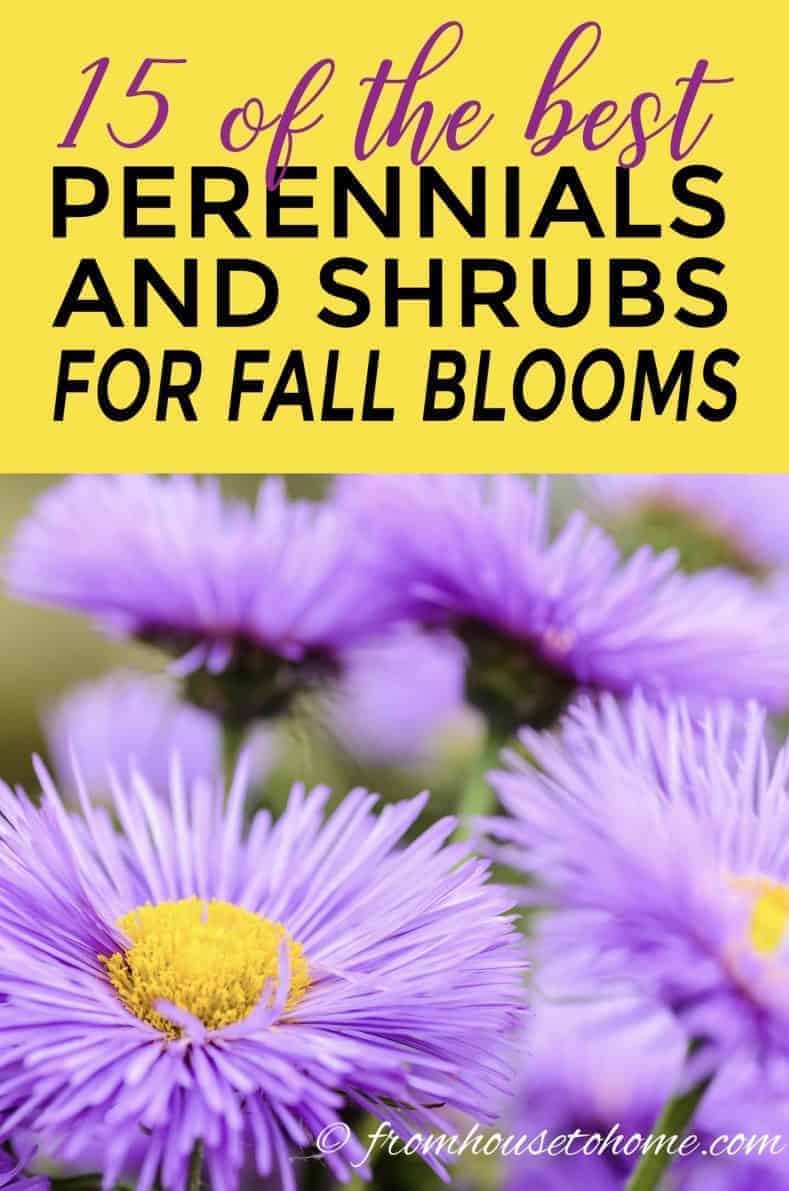 perennials and shrubs that bloom in fall