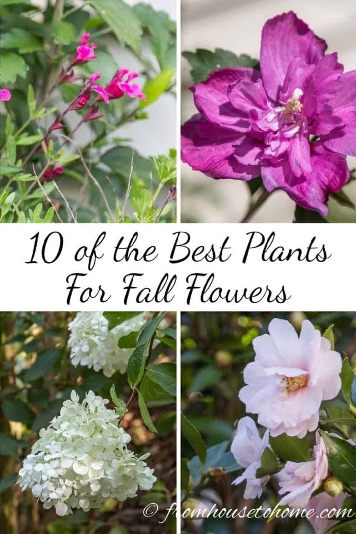 Best plants for fall flowers