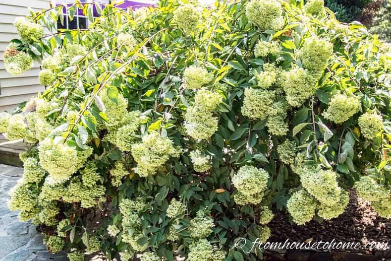 Hydrangea with big white blooms