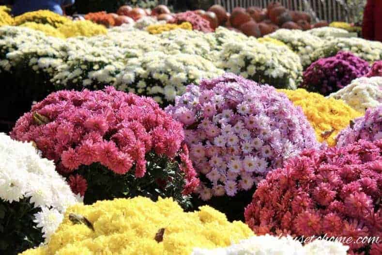 Colorful chrysanthemums