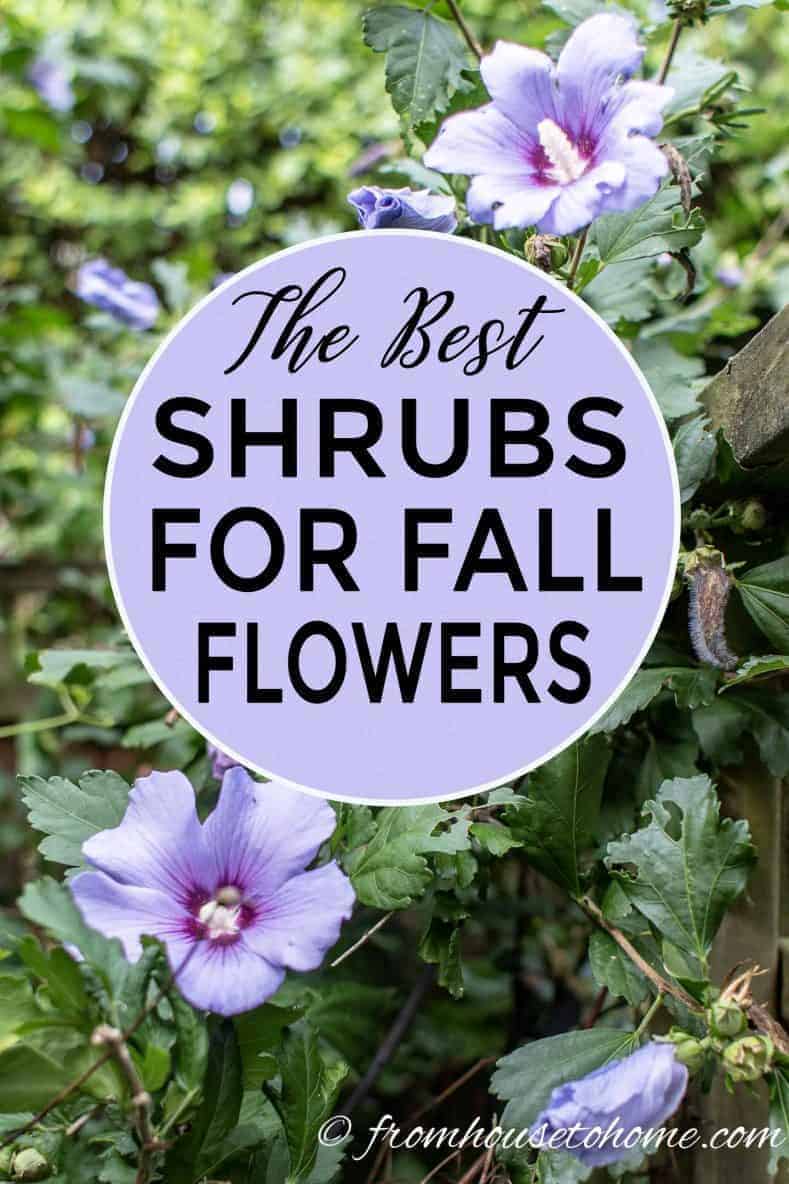 Best Shrubs for fall flowers