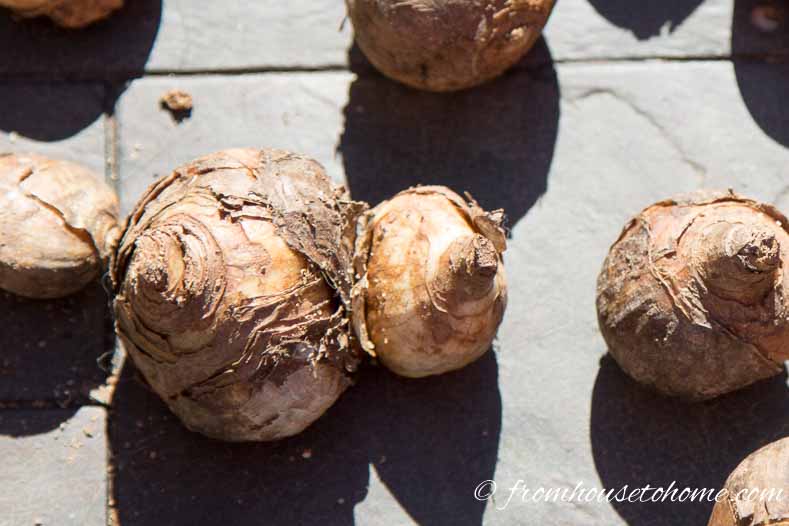 Double bulbs will generally produce 2 plants | How To Plant Fall Bulbs For The Best Spring Flowers