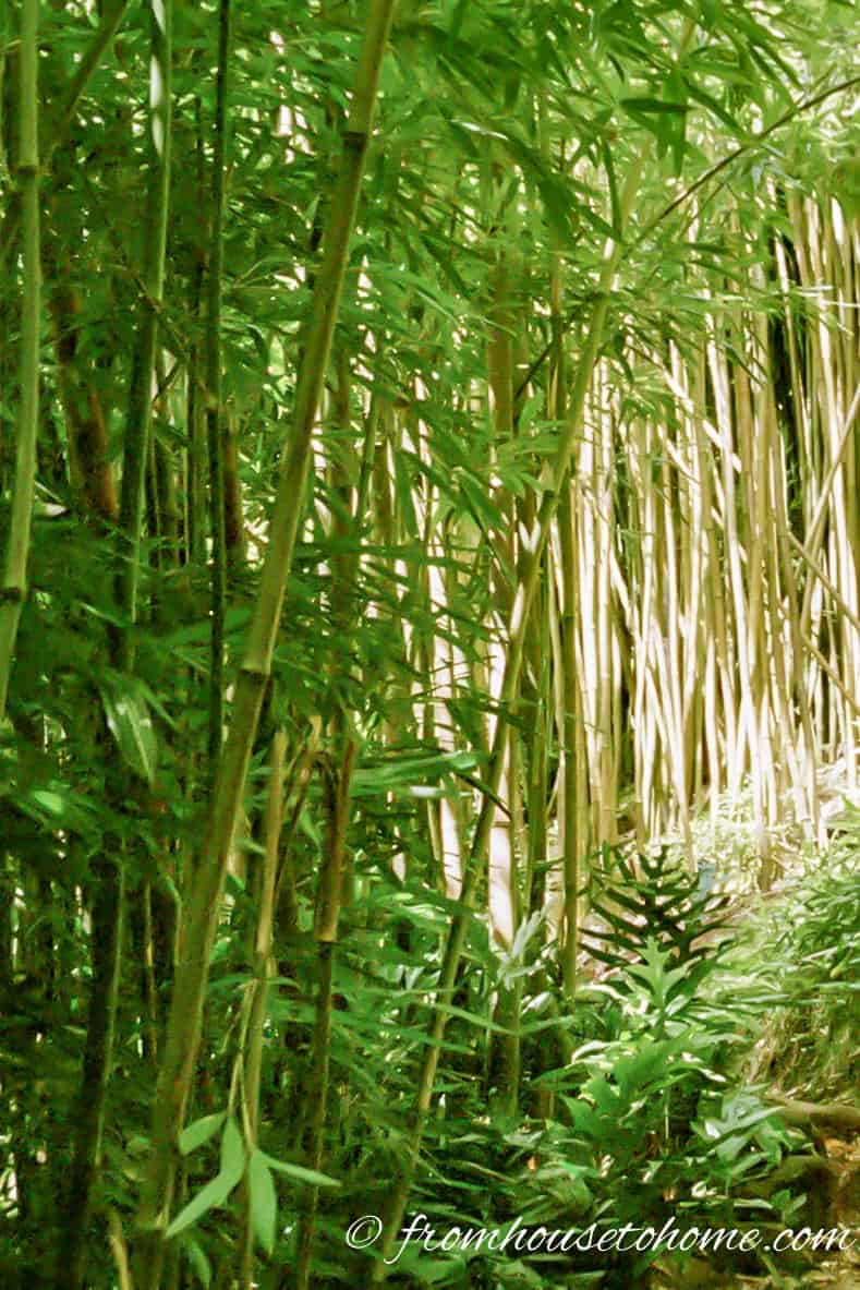 Many bamboo species are very invasive