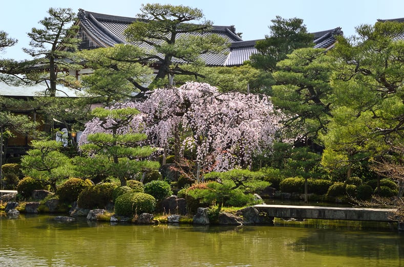 Cherry tree in a Japanese garden