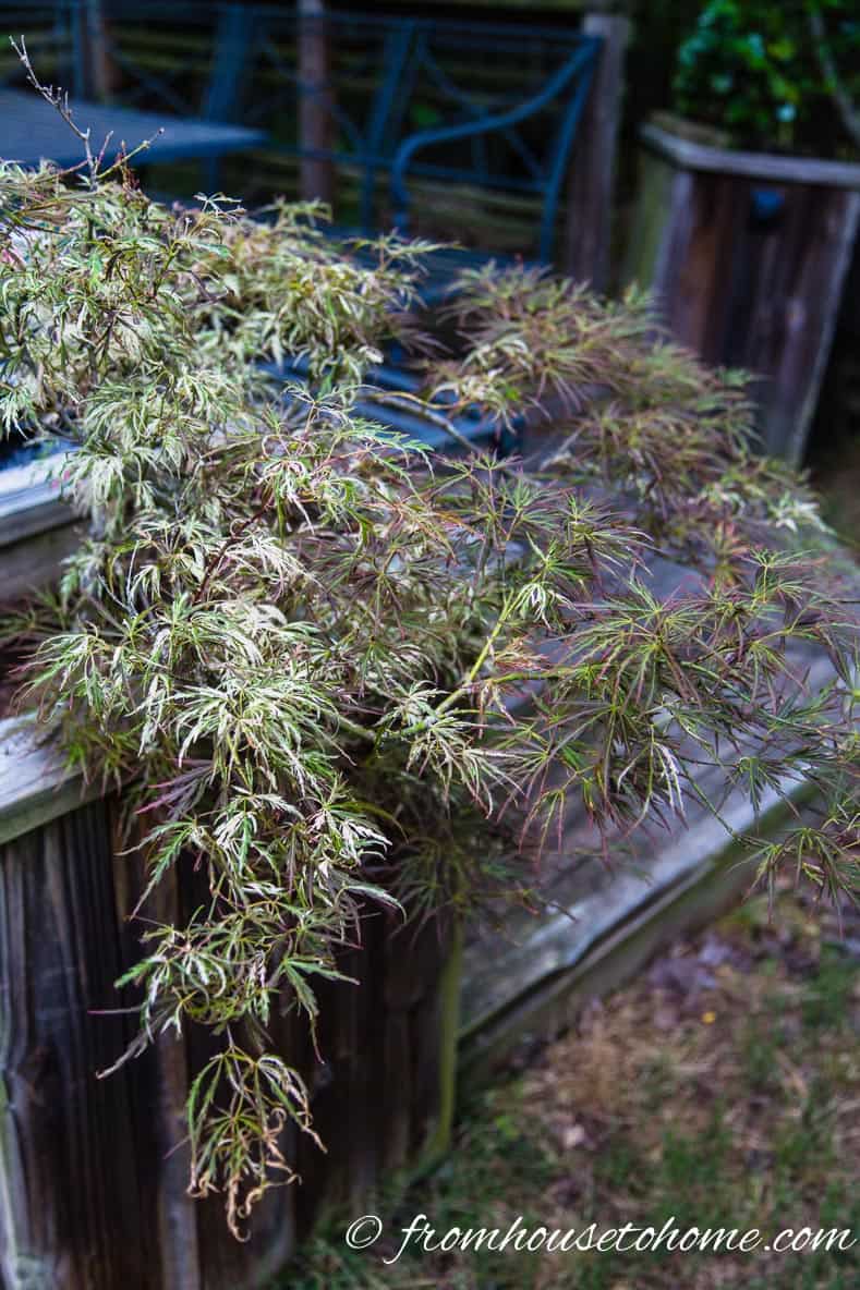 Japanese Maple growing in a wood container