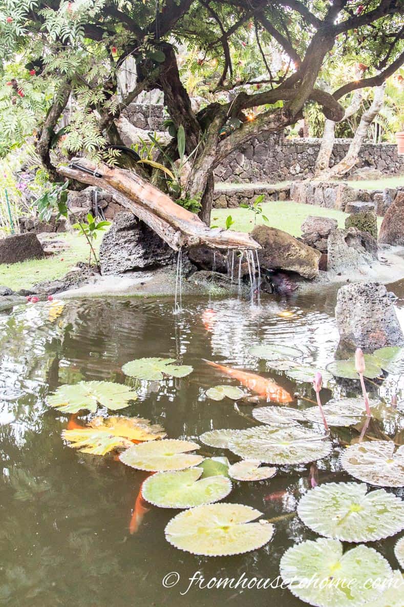 Japanese garden pond with lily pads, koi fish and a wood fountain