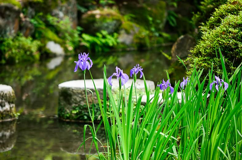 Japanese Irises blooming in a Japanese garden