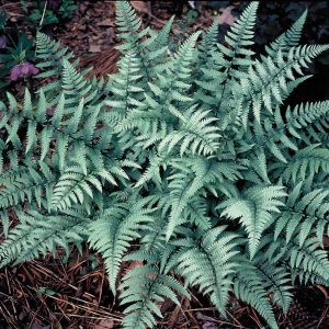 Japanese Painted Fern 'Ghost'