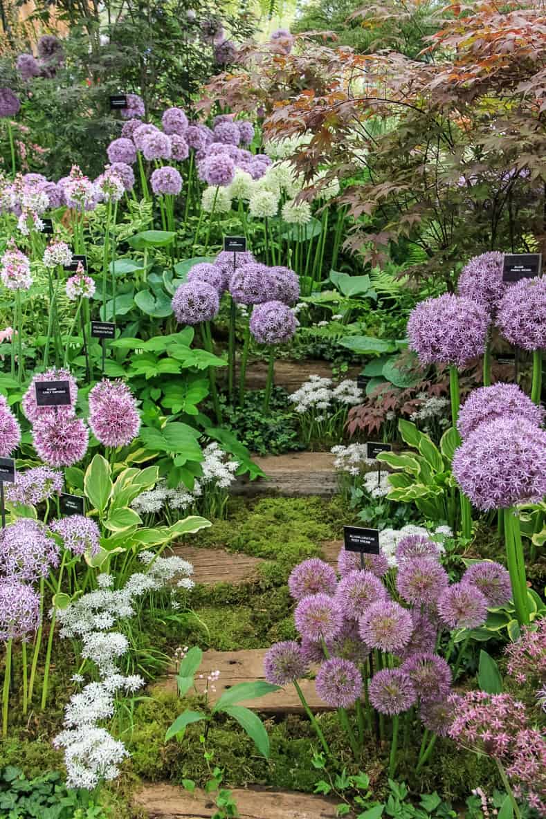 Alliums at the Chelsea Garden Show: By Karen Roe [CC BY 2.0], via Wikimedia Commons