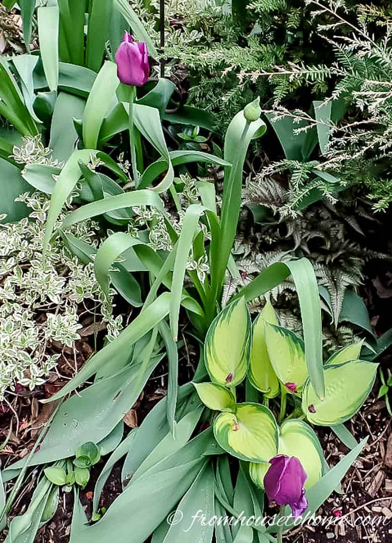 Tulips and hostas