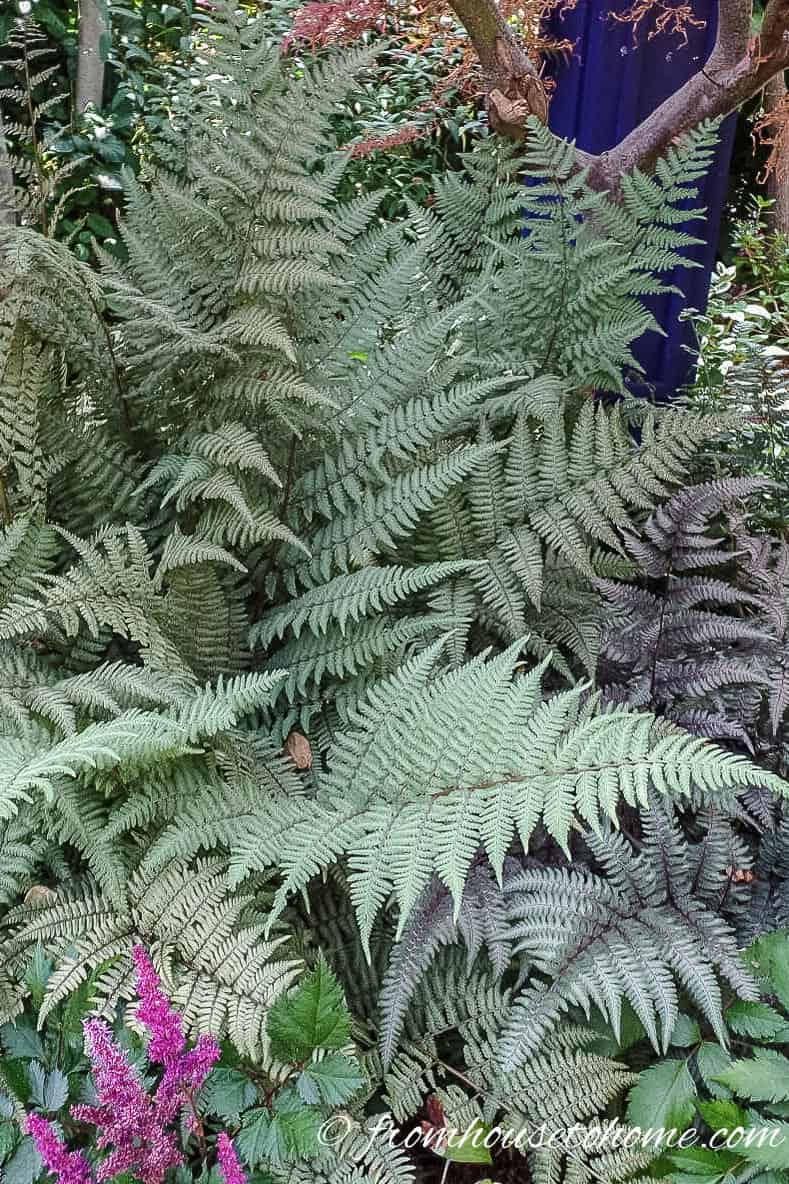 Japanese Painted Ferns 'Ghost' and 'Pictum'