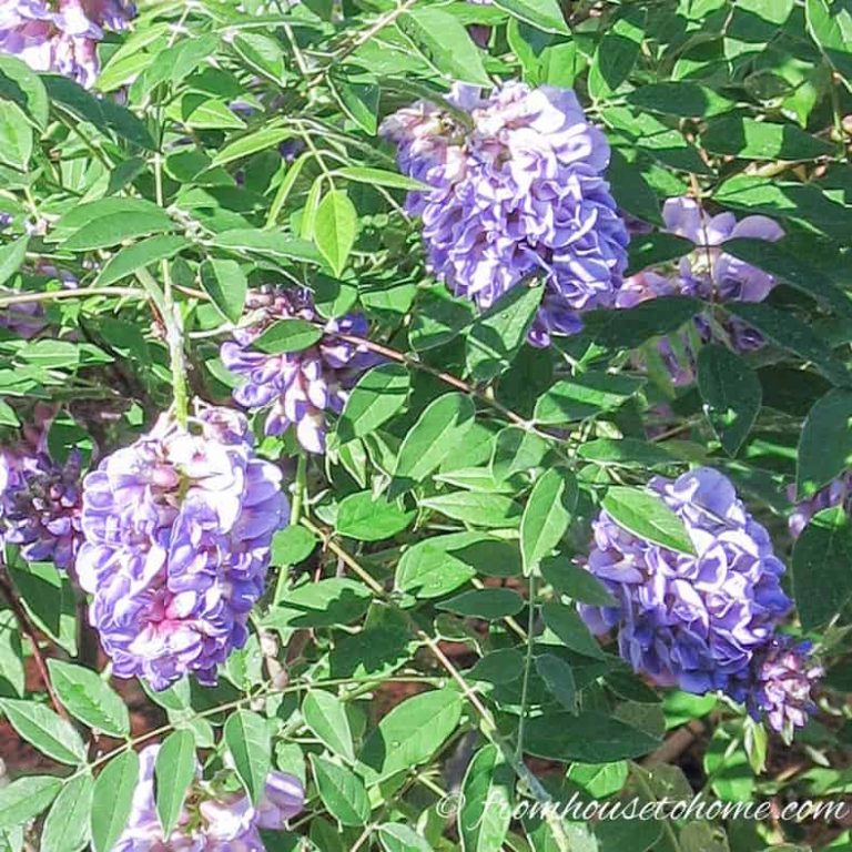Invasive Plants: 10 Beautiful But Invasive Perennials You Do Not Want In Your Garden