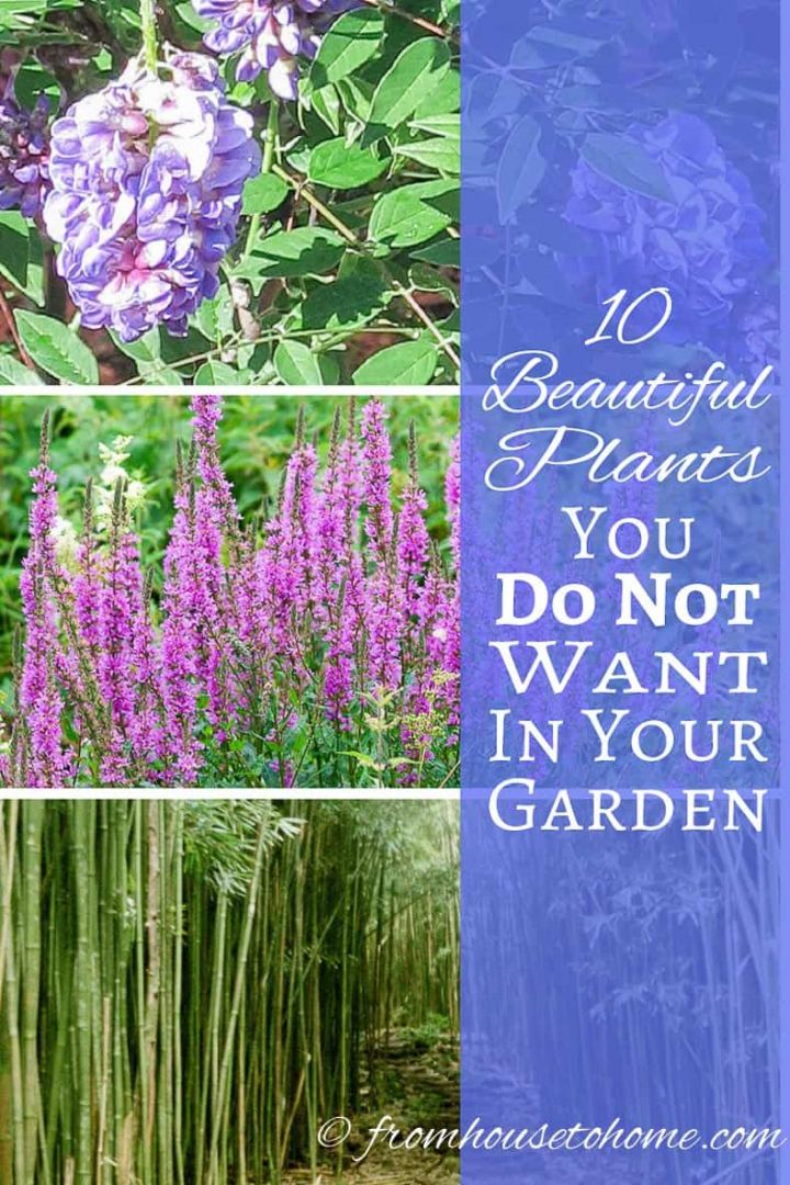 10 beautiful invasive plants you do not want in your garden