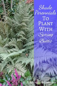 Shade Perennials that are companion plants for Spring Bulbs