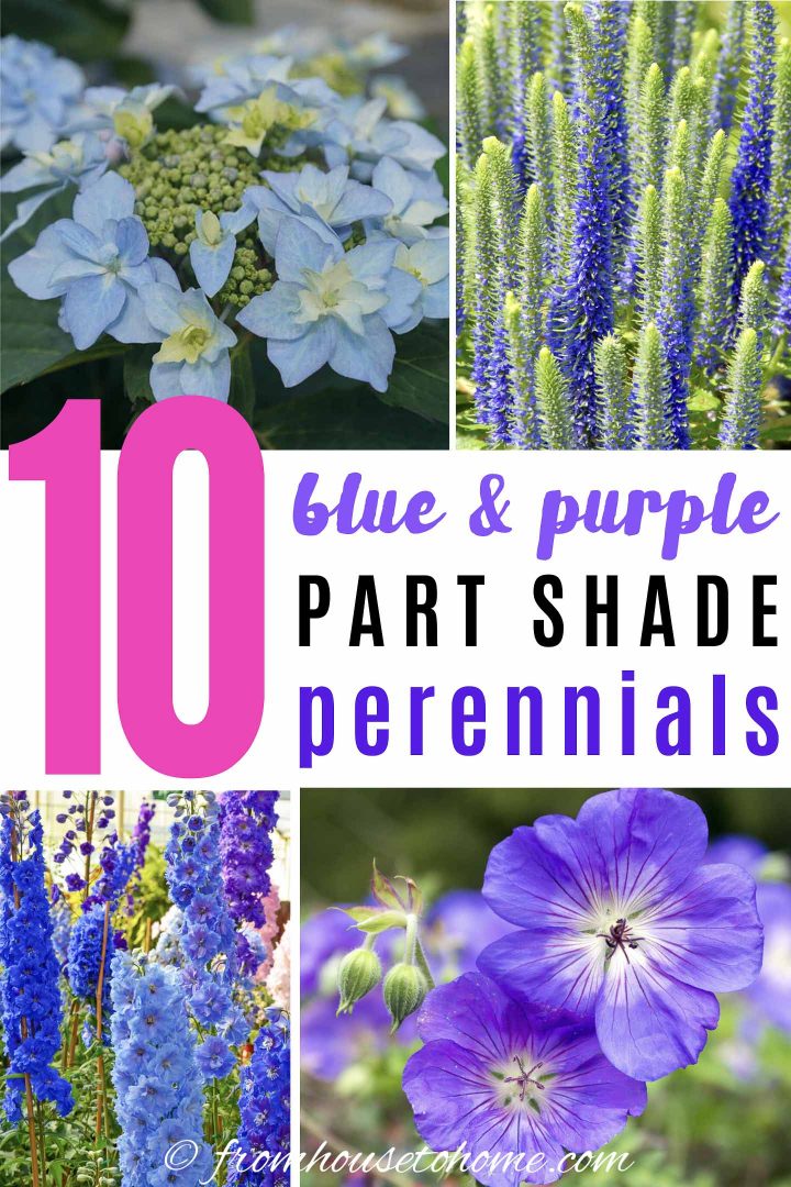 Blue and purple part shade perennials