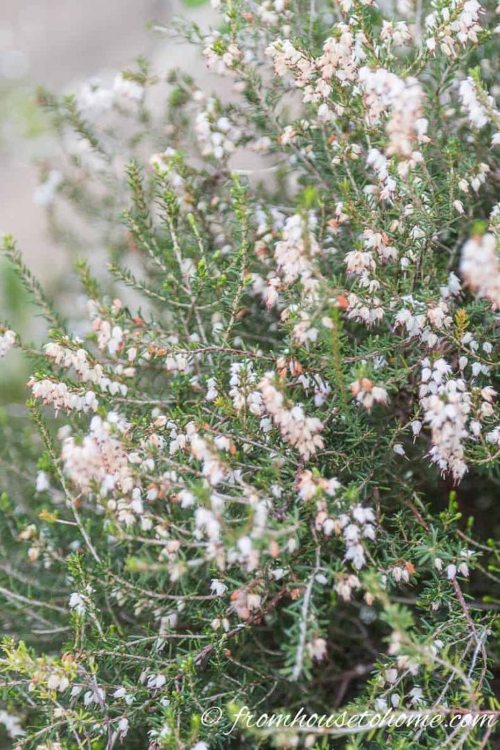Winter Heather with white flowers