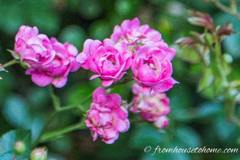 Polantha rose flowers