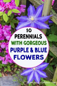 10 perennials with gorgeous purple and blue flowers