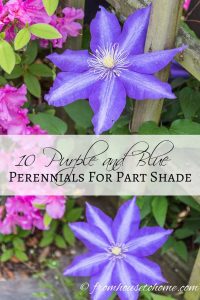 10 purple and blue pernnials for part shade