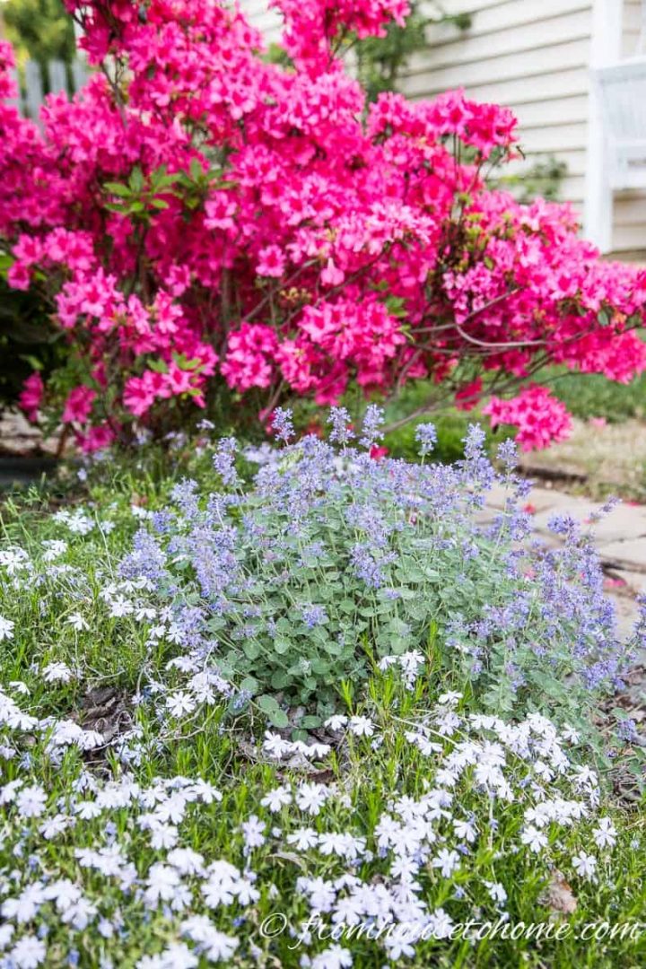 Catmint blooming with creeping phlox and azaleas