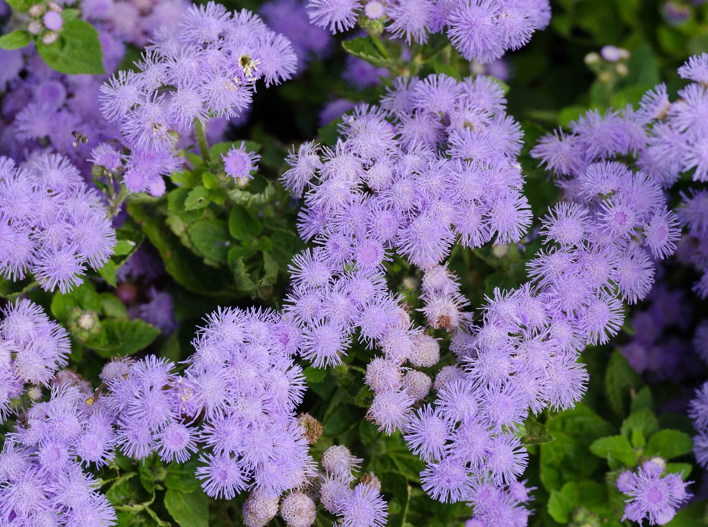 blue ageratum flowers