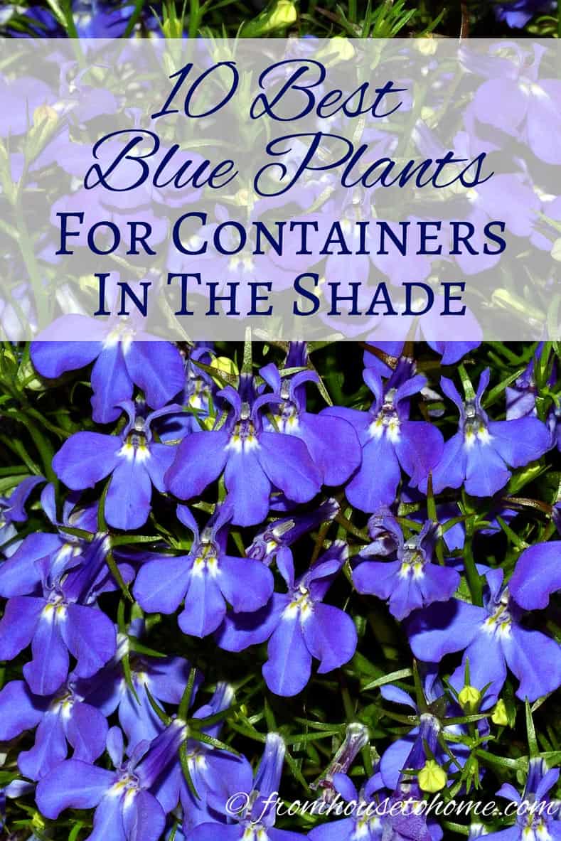Best Blue Annuals For Shade Flowers For Pots   Gardener's Oasis
