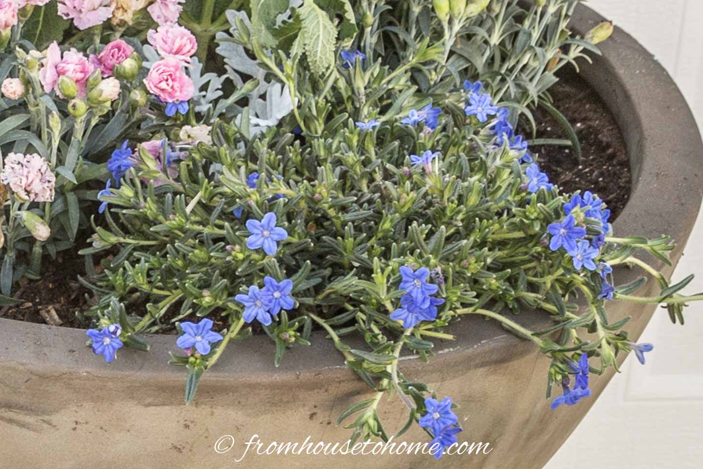 Blue Browallia in a container in the shade