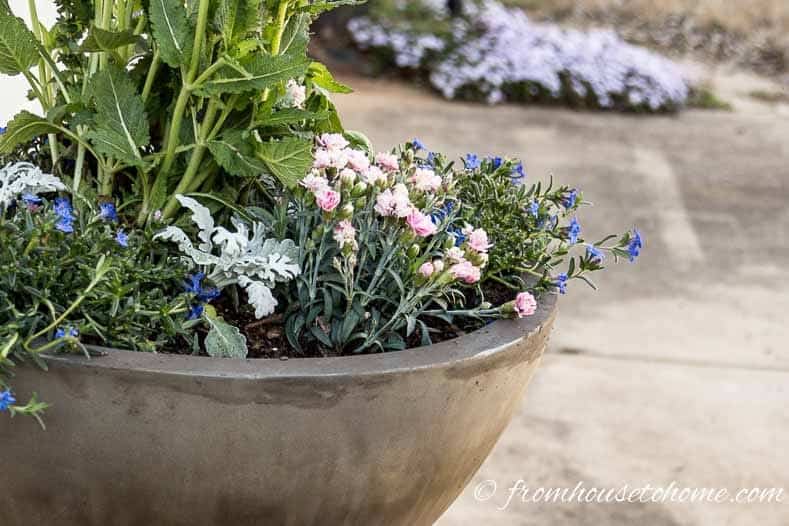 Blue browallia with pink dianthus and silver dusty miller