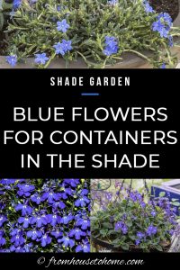 Shade Garden: Blue flowers for containers in the shade