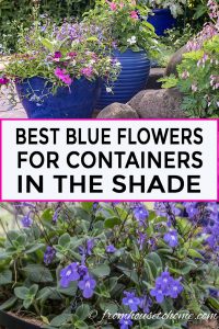 Blue flowers for containers