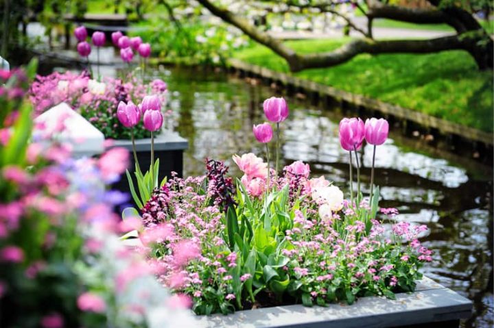 Garden bed with pink tulips