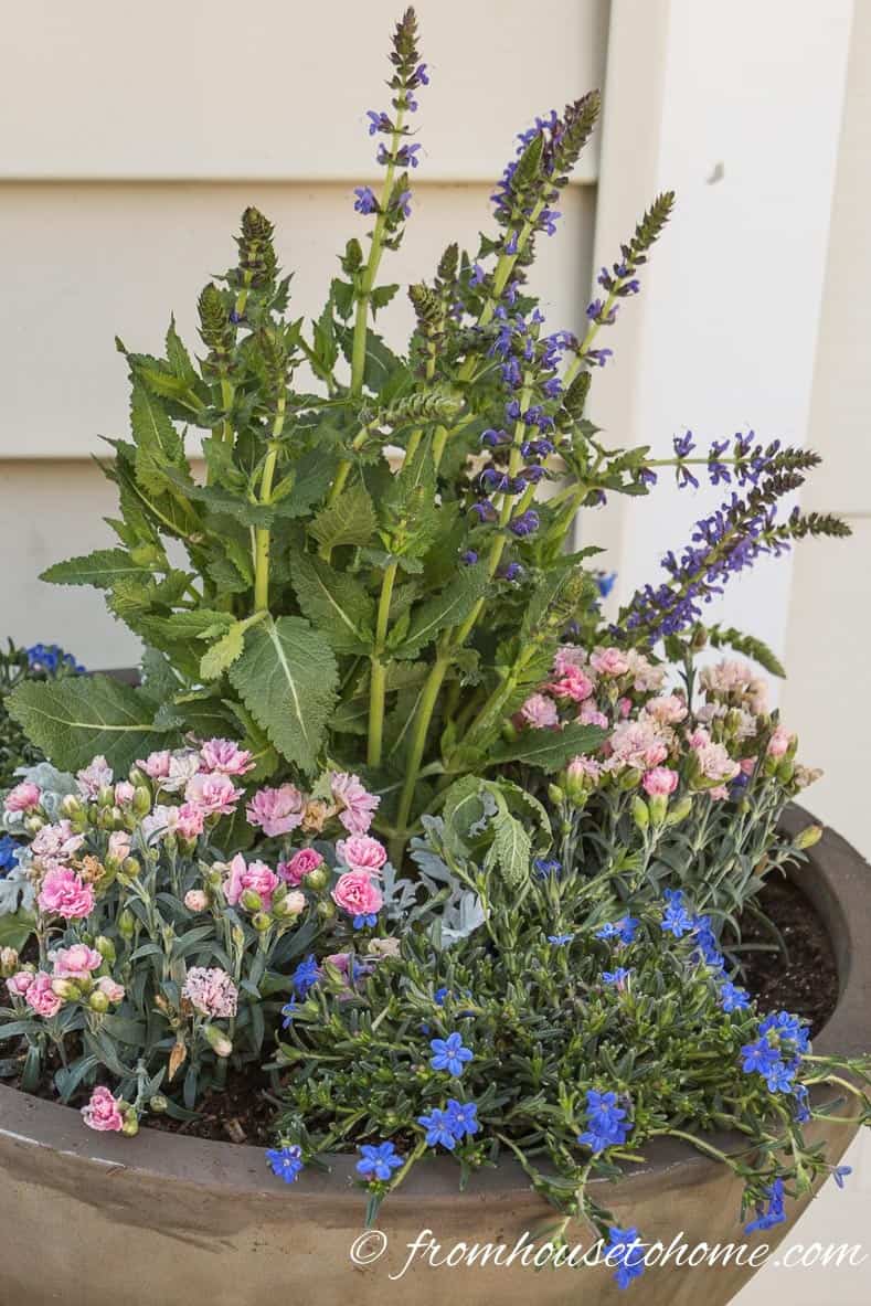 The plants will seem a little crowded but that's how the lush look is achieved | The No-Fail Method for Planting Beautiful Containers | I use this formula to plant all of my outdoor containers. It never fails to produce beautiful planters that are easy to create.