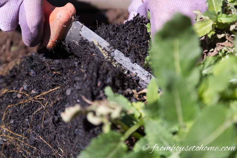 Use the garden knife to cut the root ball in half | The No-Fail Method for Planting Beautiful Containers | I use this formula to plant all of my outdoor containers. It never fails to produce beautiful planters that are easy to create.