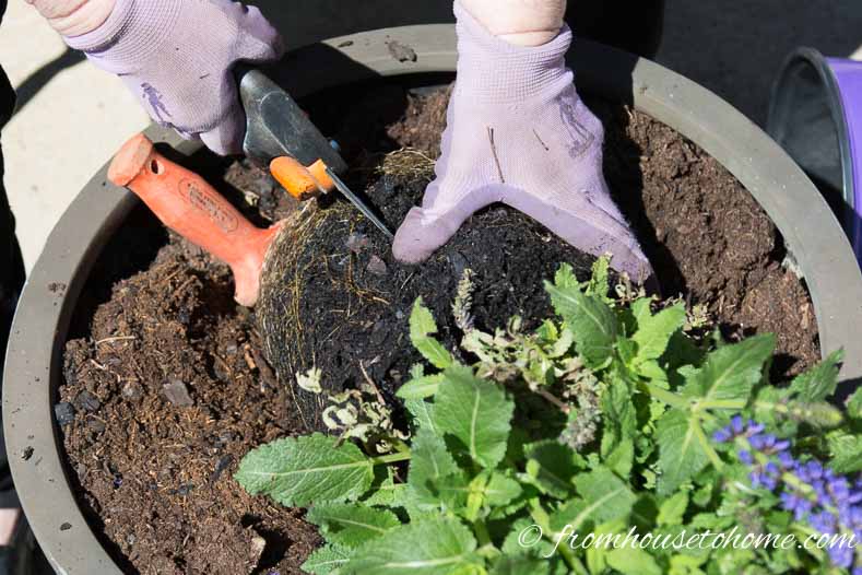 Cut through roots with the pruning shears | The No-Fail Method for Planting Beautiful Containers | I use this formula to plant all of my outdoor containers. It never fails to produce beautiful planters that are easy to create.