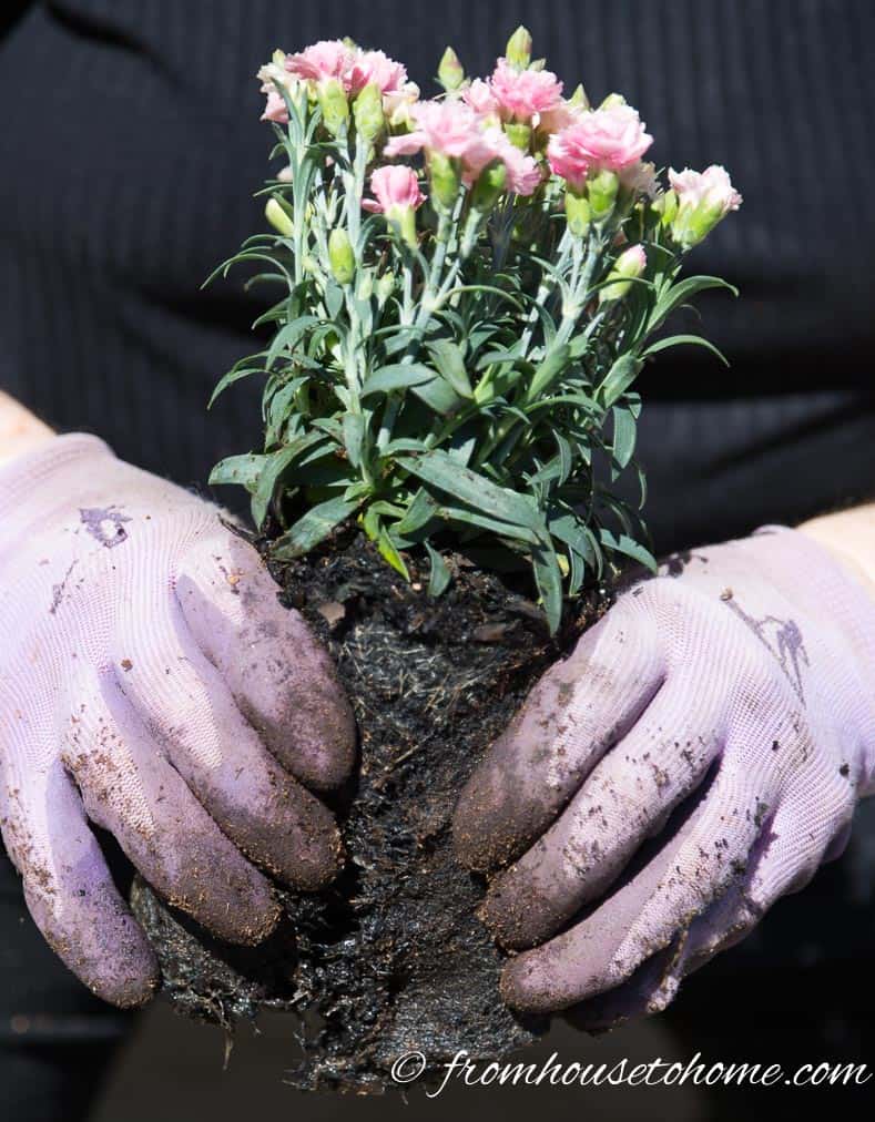 Split the root ball at the bottom | The No-Fail Method for Planting Beautiful Containers | I use this formula to plant all of my outdoor containers. It never fails to produce beautiful planters that are easy to create.