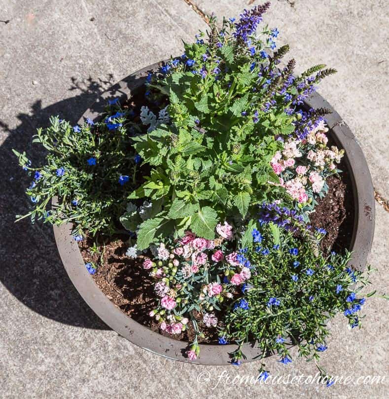 Add spillers around the outside | The No-Fail Method for Planting Beautiful Containers | I use this formula to plant all of my outdoor containers. It never fails to produce beautiful planters that are easy to create.