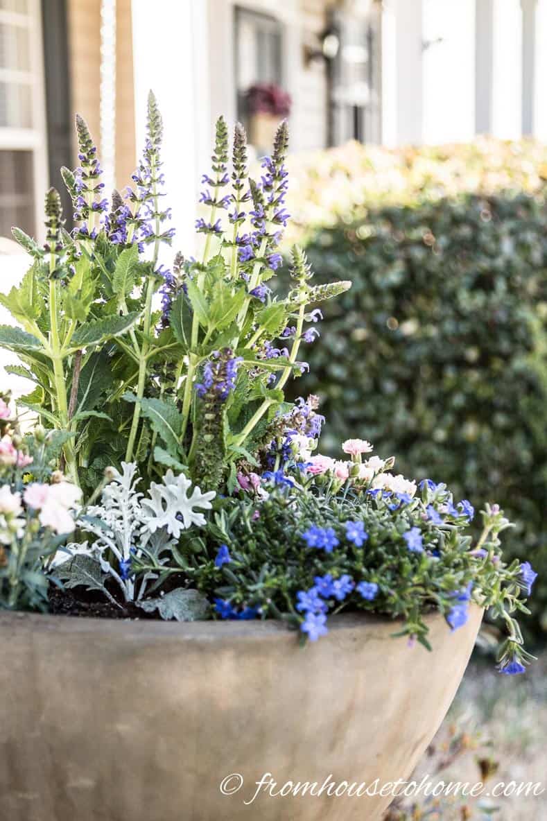 Spillers trail over the edges | The No-Fail Method for Planting Beautiful Containers | I use this formula to plant all of my outdoor containers. It never fails to produce beautiful planters that are easy to create.