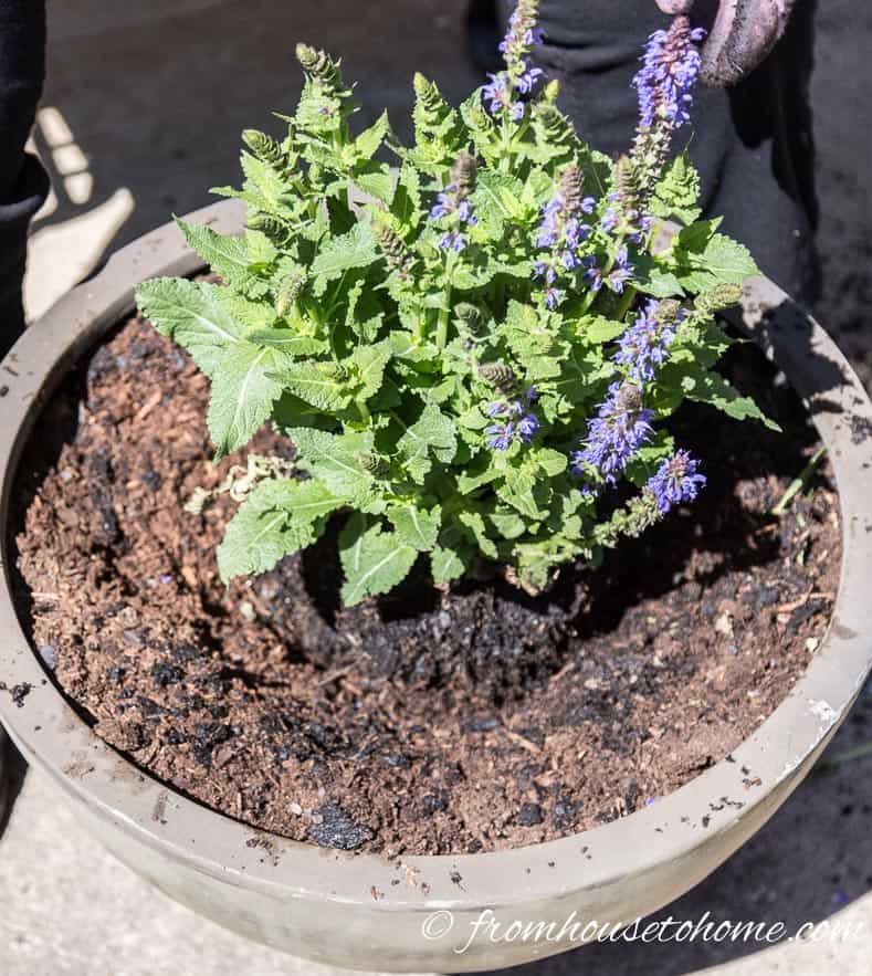 Plant the 'thriller' in the middle of the pot | The No-Fail Method for Planting Beautiful Containers | I use this formula to plant all of my outdoor containers. It never fails to produce beautiful planters that are easy to create.