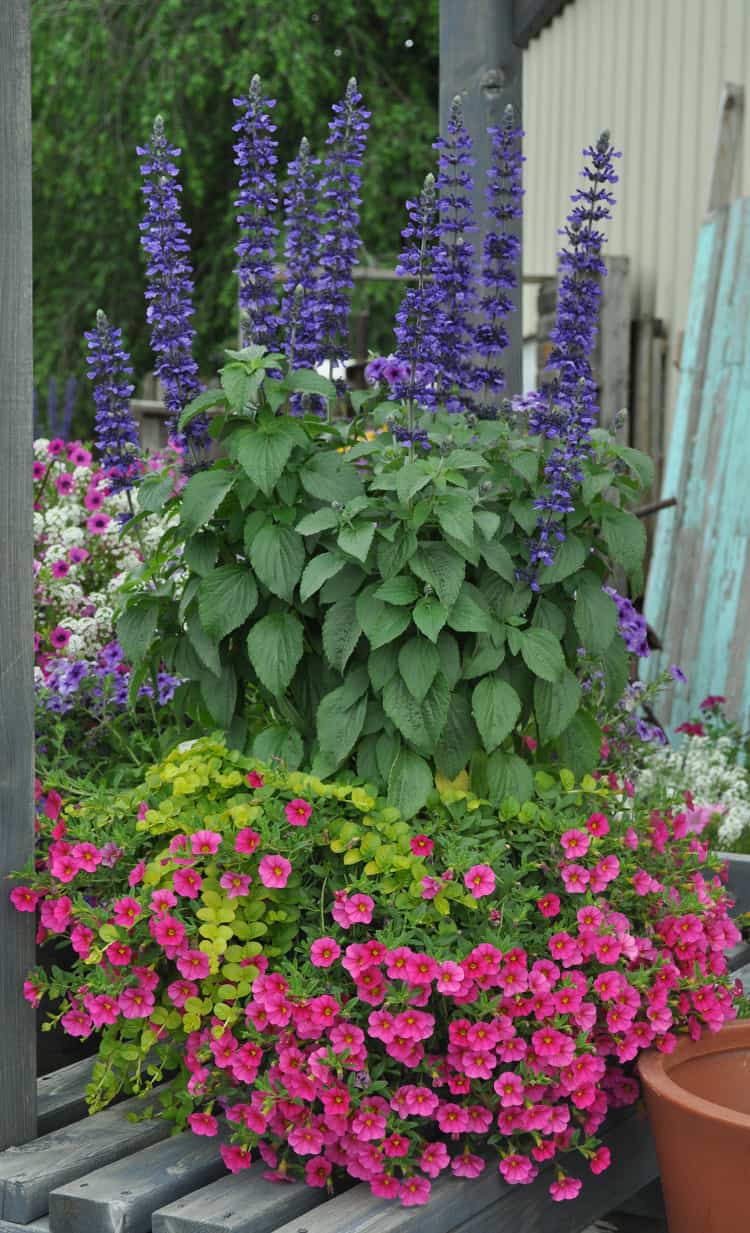 Blue salvia flowers with Calibrachoa in a container