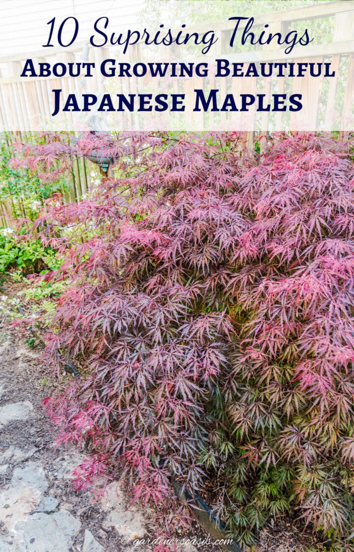 10 Surprising Things About Growing Beautiful Japanese Maples