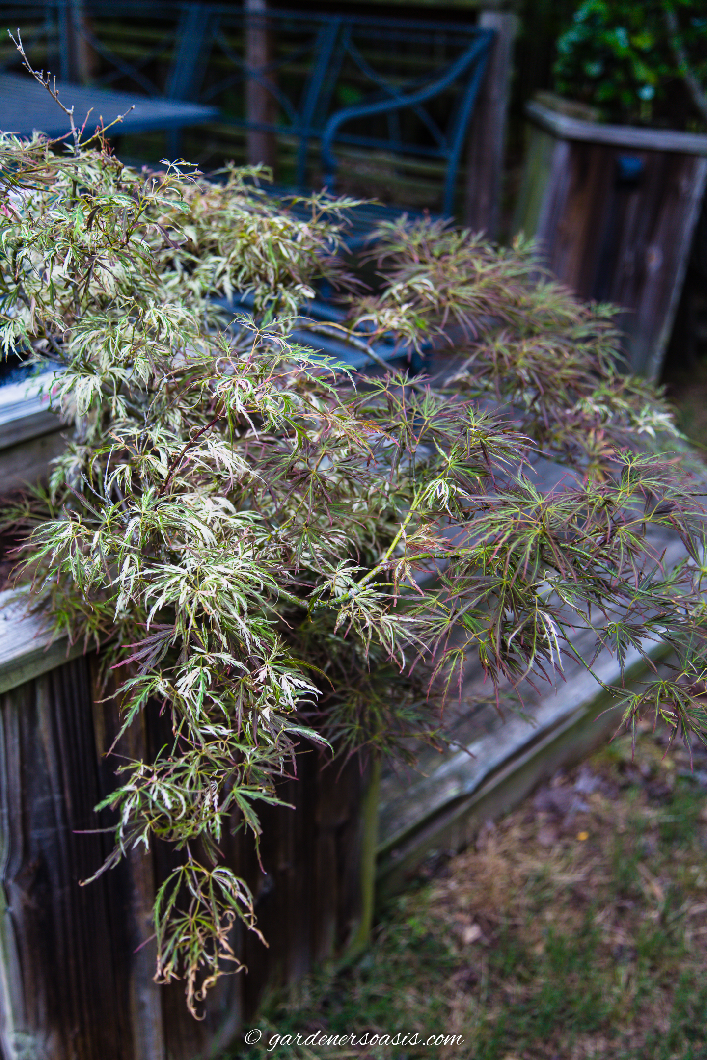 Acer Palmatum 'Toyama Nishiki' growing in a container