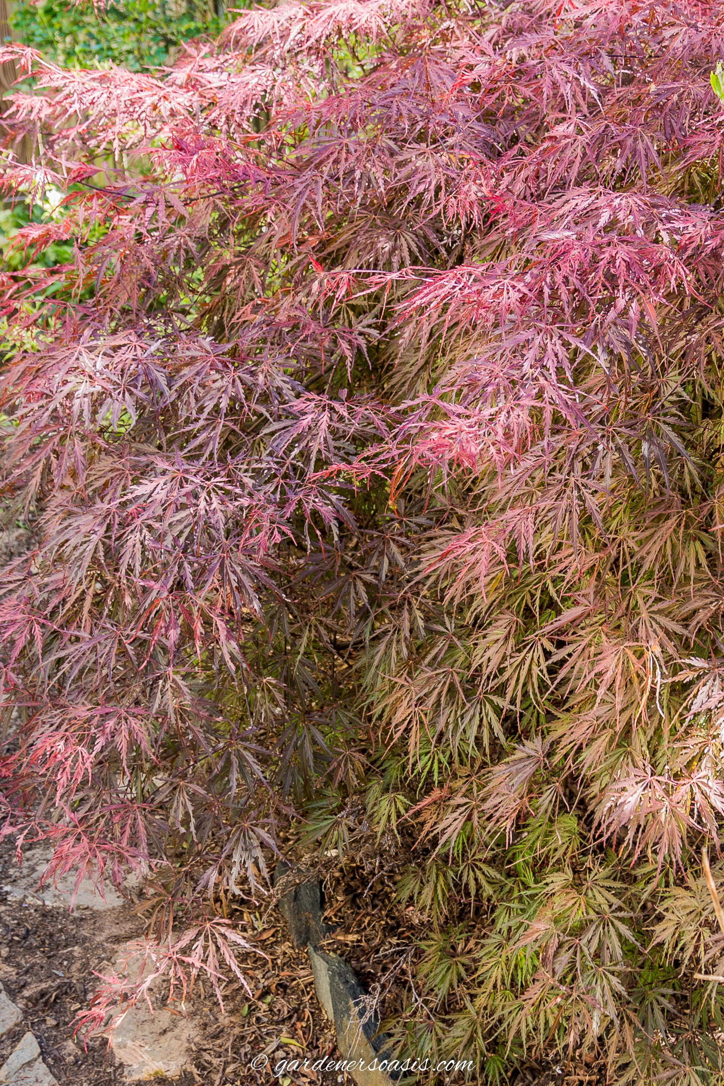Acer Palmatum 'Scarlet Princess' with red leaves on top and green ones underneath