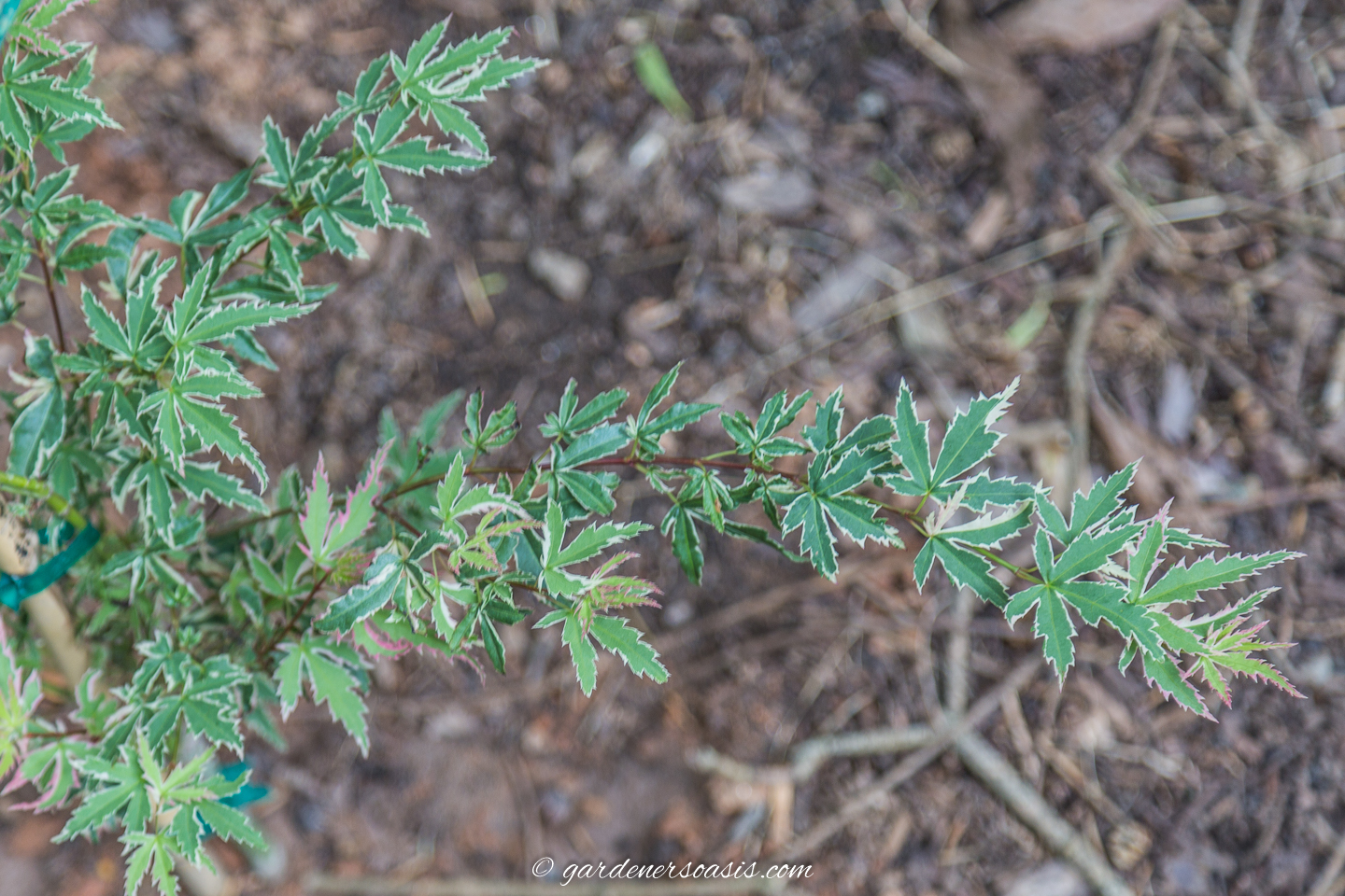 Japanese Maples like a lot of mulch | 10 Surprising Things About Growing Beautiful Japanese Maples | If you want to add a Japanese Maple to your landscape (or you already have one growing in your garden) but aren't sure how to care for it, these tips on fertilizing, pruning and growing in containers (among other things) are very helpful!