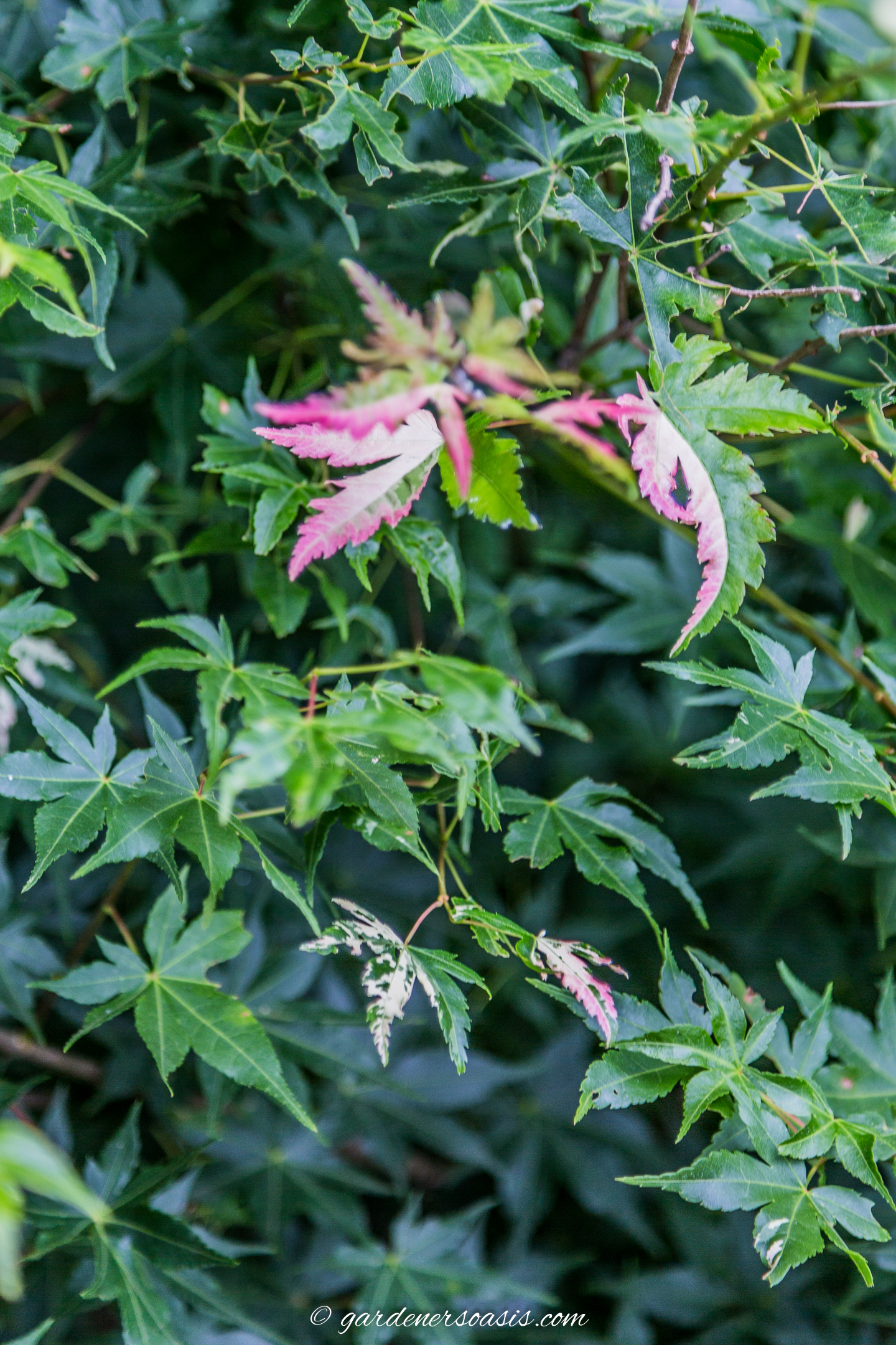 Acer Palmatum 'Oridono Nishiki' with pink leaves in the spring