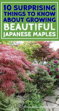 10 surprising things to know about growing beautiful Japanese maples