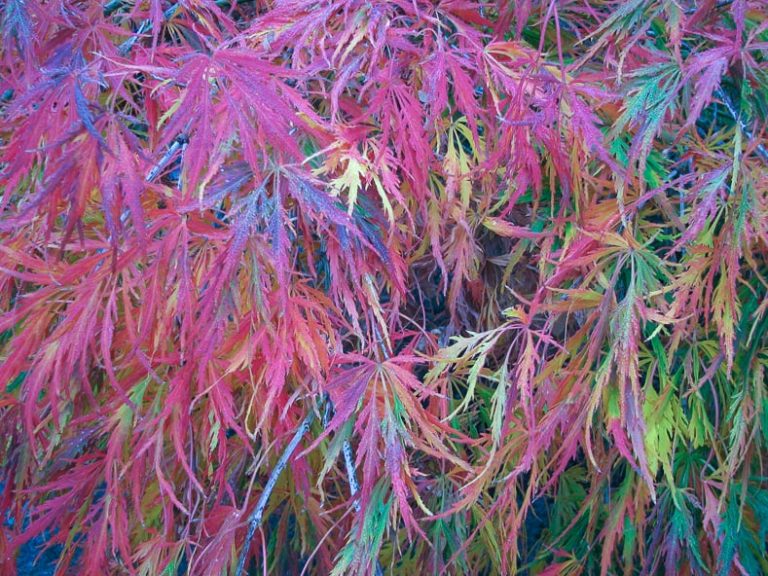 Japanese Maples: 10 Things You May Be Surprised To Know About Growing Japanese Maples