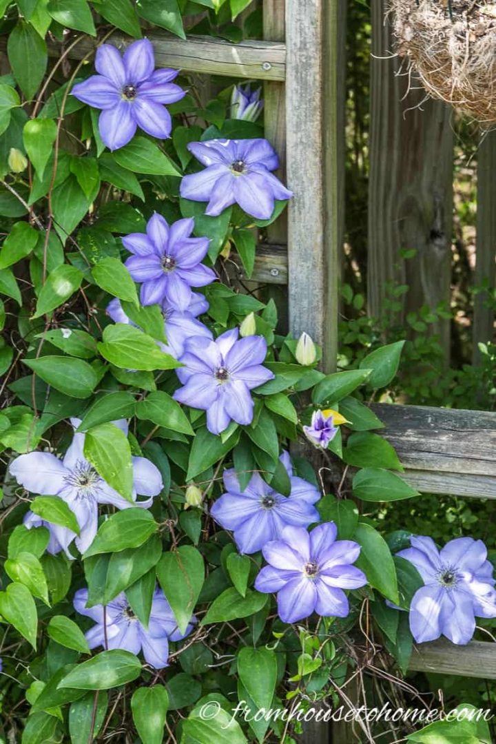Clematis 'Alice Fisk' growing on a trellis